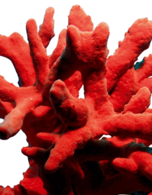 Corail